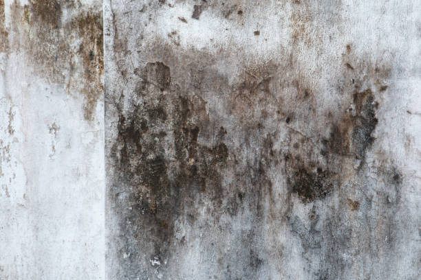 Chenoweth, OR Mold Removal Company