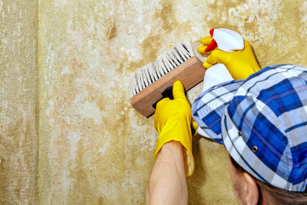  Chenoweth, OR Mold Removal Pros