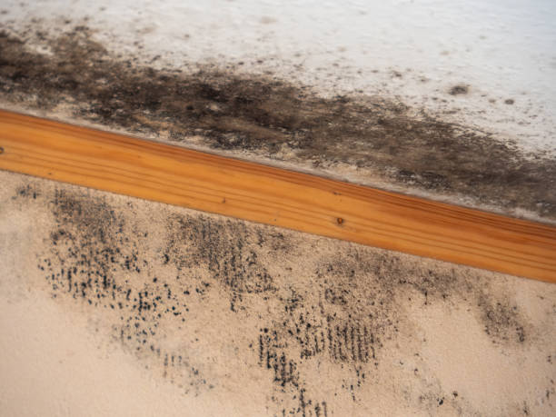 Best Attic Mold Removal  in Chenoweth, OR
