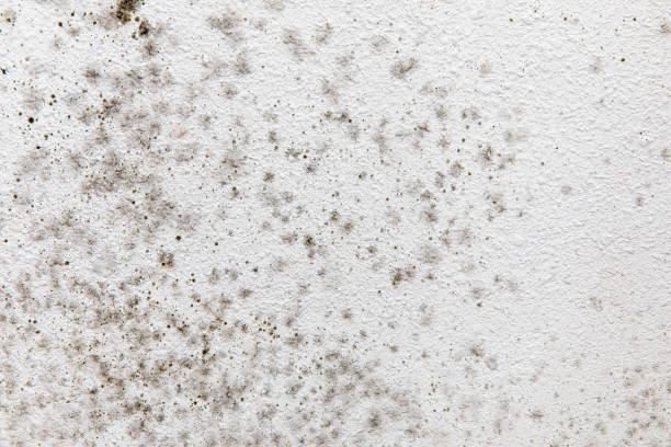 Best Asbestos and Lead Testing During Mold Inspection  in Chenoweth, OR
