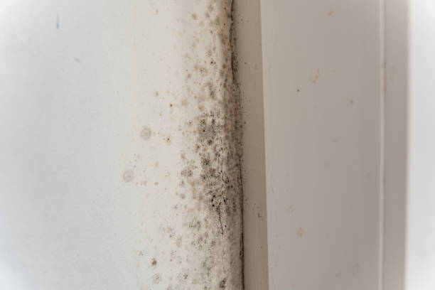 Best Mold Documentation for Insurance Claims  in Chenoweth, OR