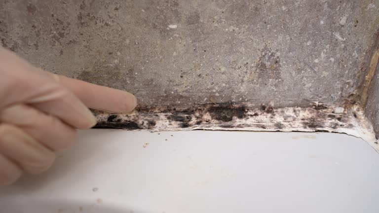 Mold Odor Removal Services in Chenoweth, OR
