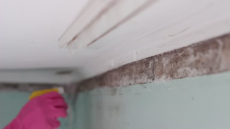 Best Mold Damage Restoration  in Chenoweth, OR